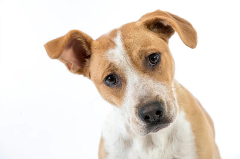 Young tan and white puppy looking curiously at camera against white background