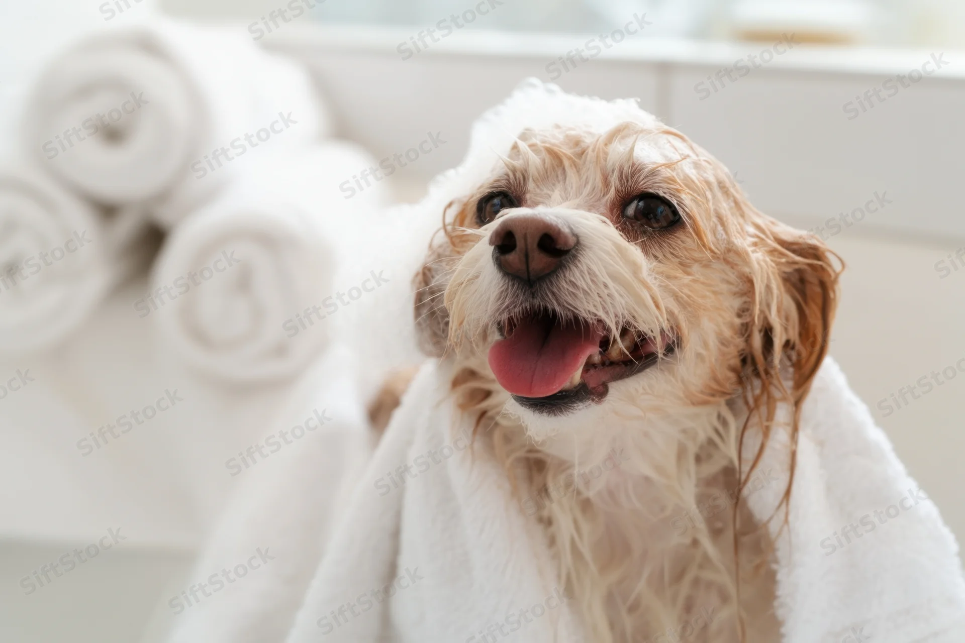 Small fluffy dog wrapped in white towel after bath in grooming salon