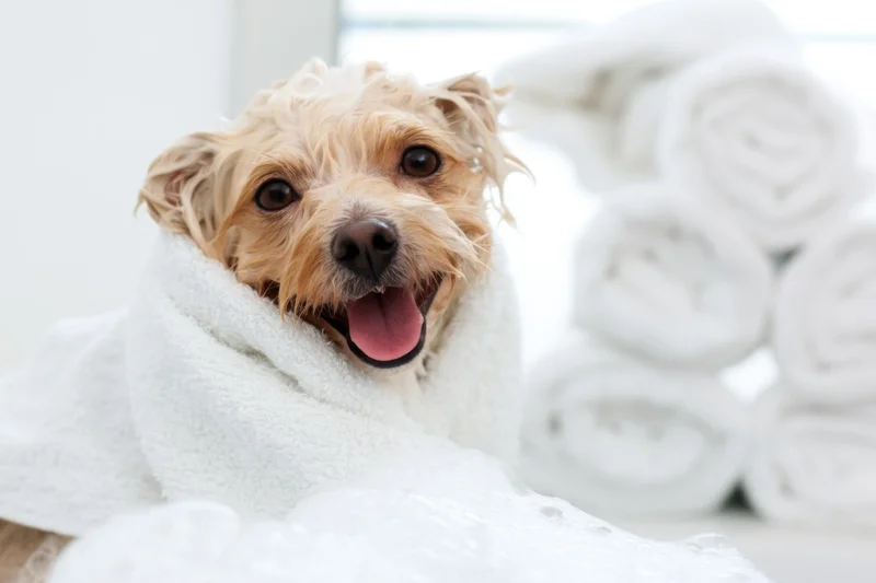 Small fluffy dog wrapped in white towel after bath with bubbles and stacked towels in background