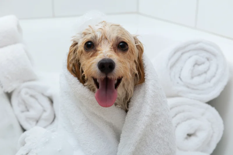 Small fluffy dog wrapped in white towel with soap suds on head in bathtub