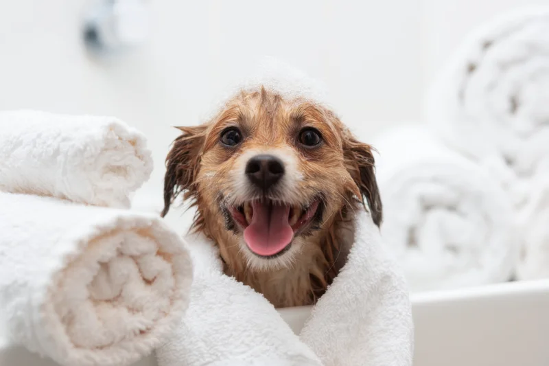 Small fluffy dog with soapy head wrapped in white towel in bathtub