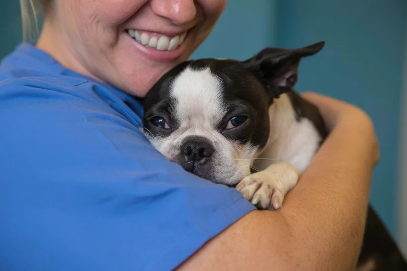 Woman in blue scrubs smiling while holding a small black and white dog close to her chest