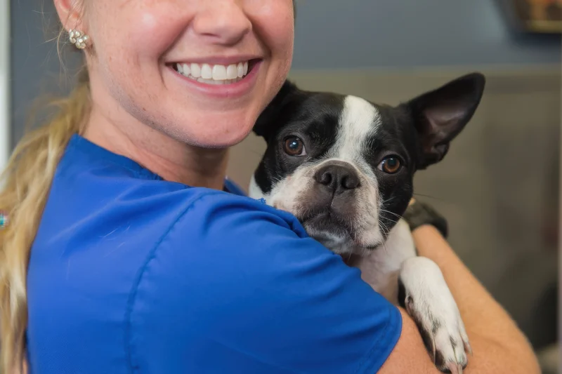 Woman in blue scrubs smiling while holding a small boston terrier dog