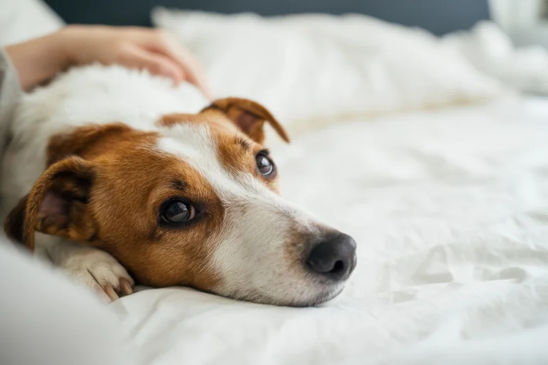 Small brown and white dog lying on white bed with human hand resting on its back