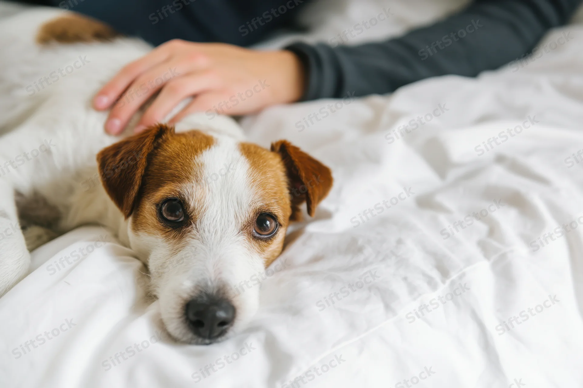 Small dog with white and brown fur lying on white bed while being gently petted by a person's hand