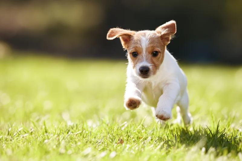 Jackrussell puppy running across green grass in a sunny outdoor field