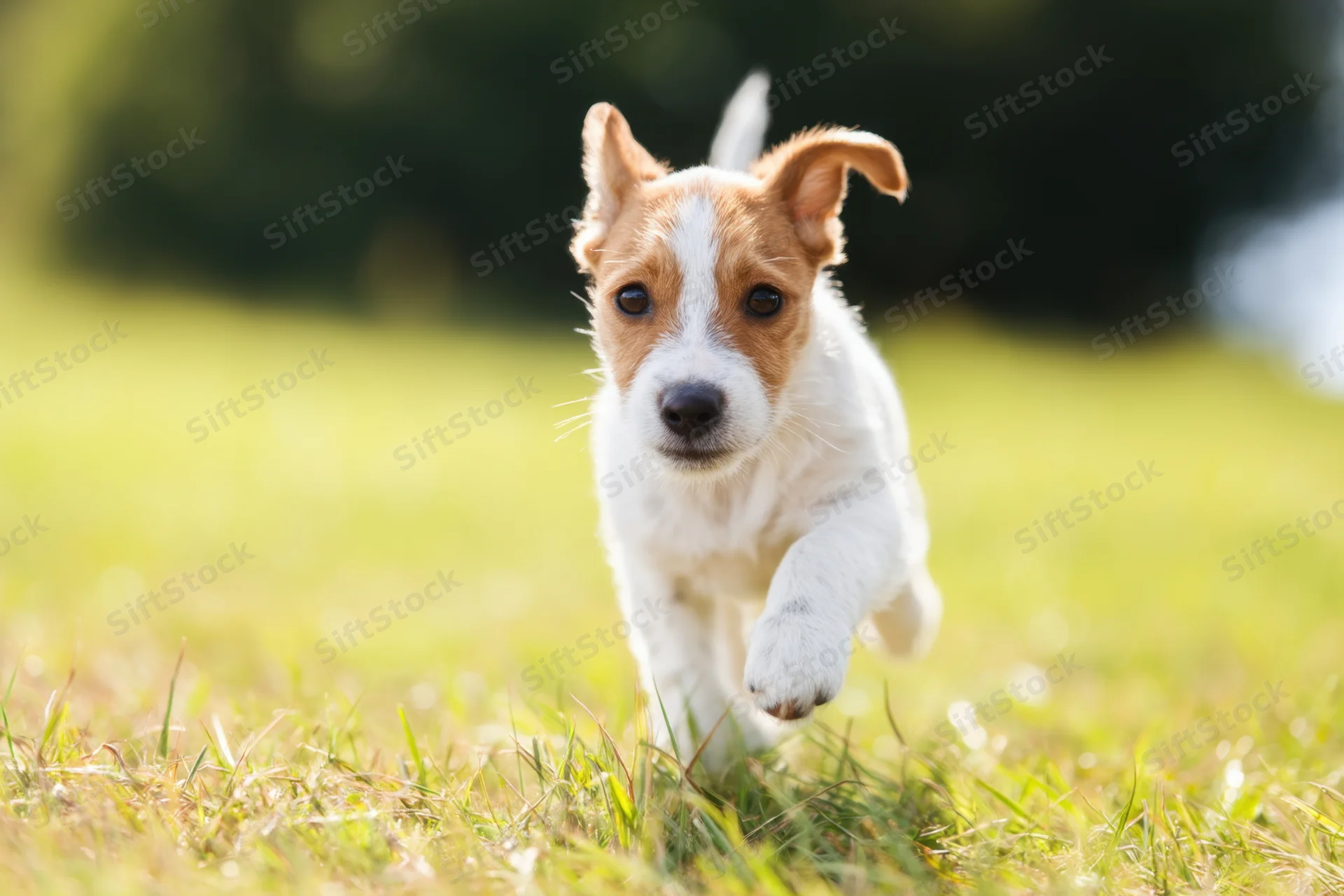 Jack russell puppy running across grassy field in sunlight