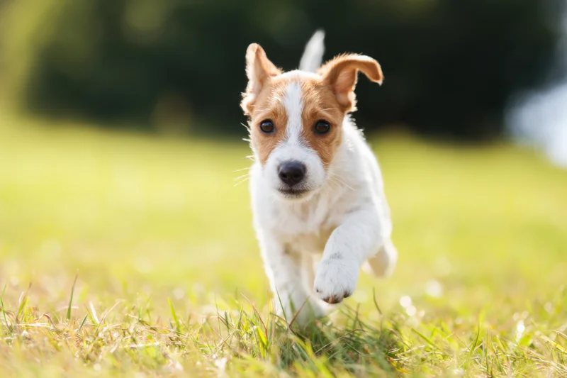 Jack russell puppy running across grassy field in sunlight