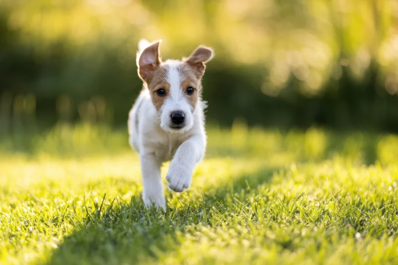 Jackrussell puppy running across a sunlit grassy field