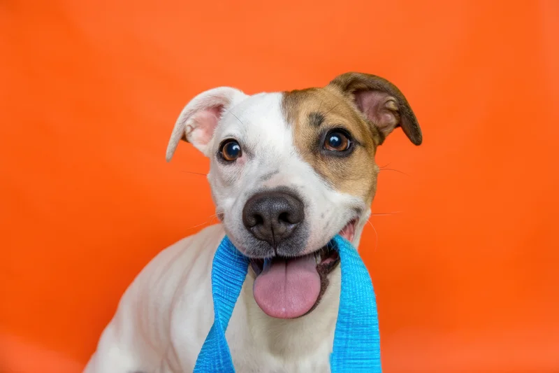Dog holding blue leash in mouth against orange background