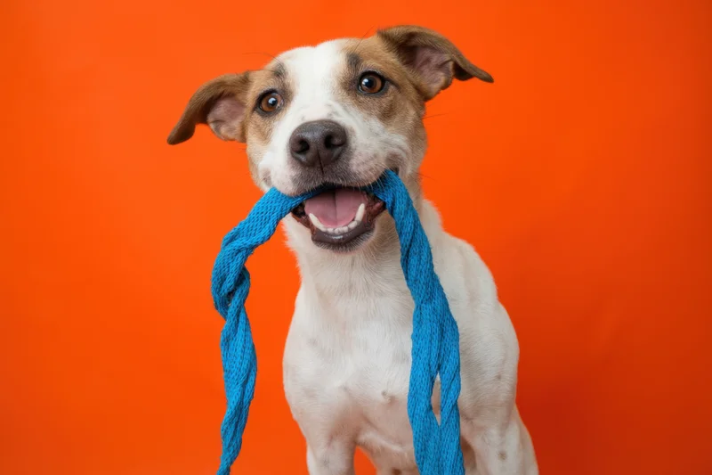 Dog holding blue leash in mouth against orange background