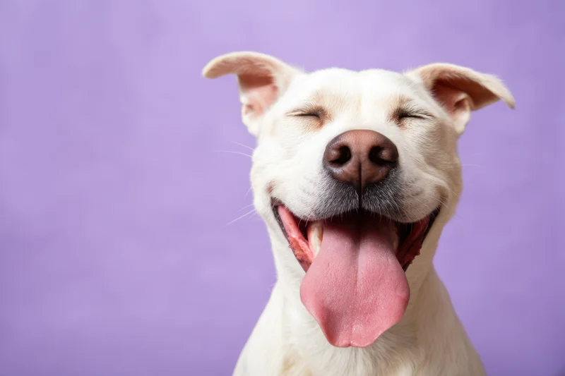 White dog with closed eyes and tongue out in a joyful expression against purple background
