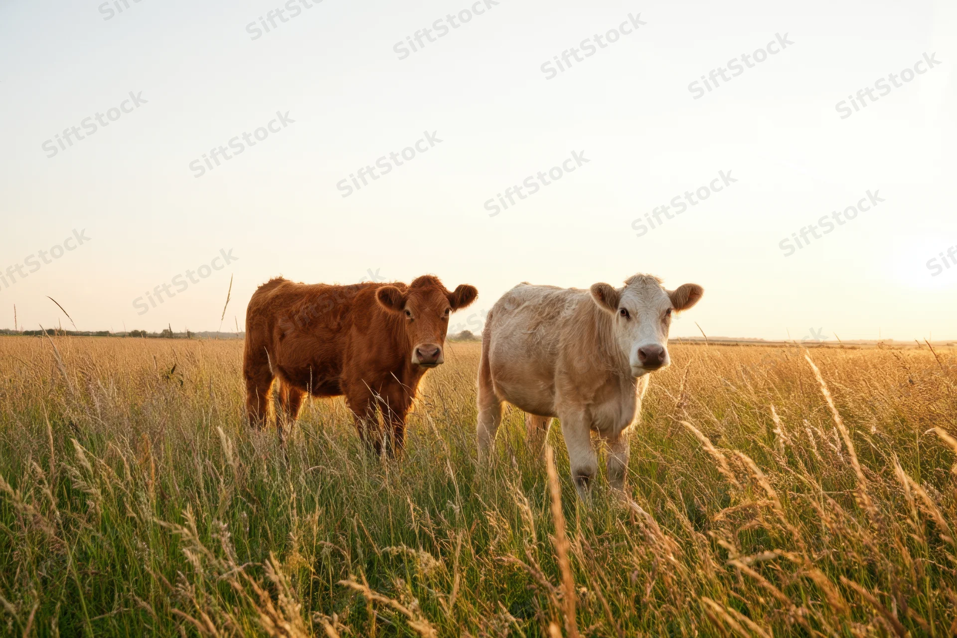 Two cows standing in a sunlit grass field at golden hour