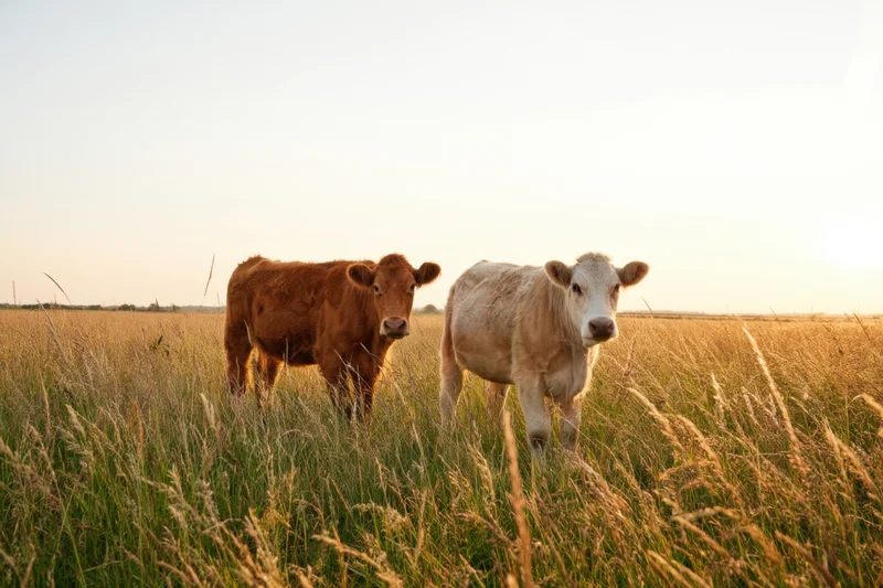 Two cows standing in a sunlit grass field at golden hour