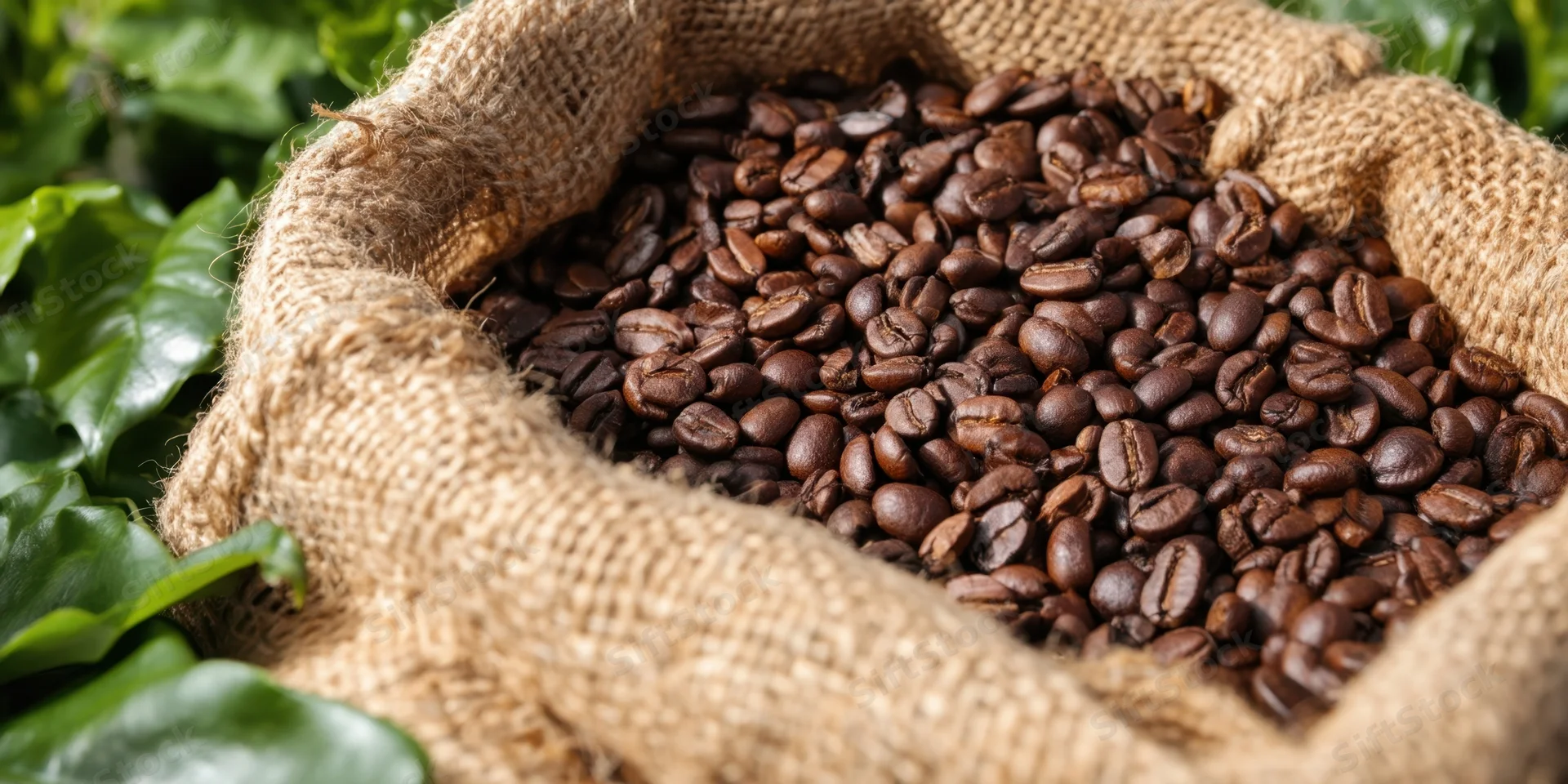 Dark roasted coffee beans overflowing from a burlap sack surrounded by green leaves