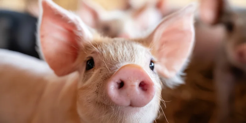 Close-up of a piglet with large ears and pink snout in a farm pen