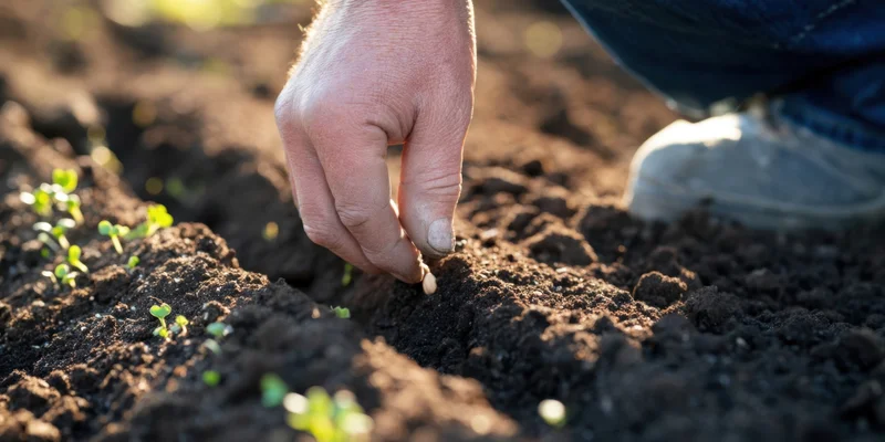 Hand placing a seed into rich dark soil in a garden