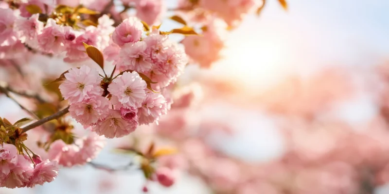 Close-up of pink cherry blossoms blooming on a sunlit branch in spring
