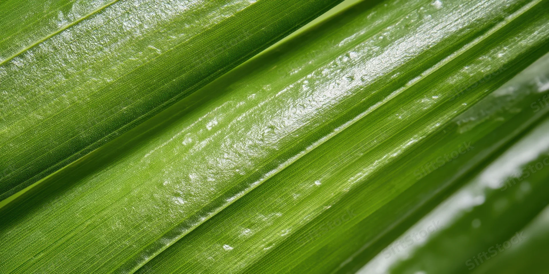 Close-up of vibrant green palm leaves with water droplets and visible veins