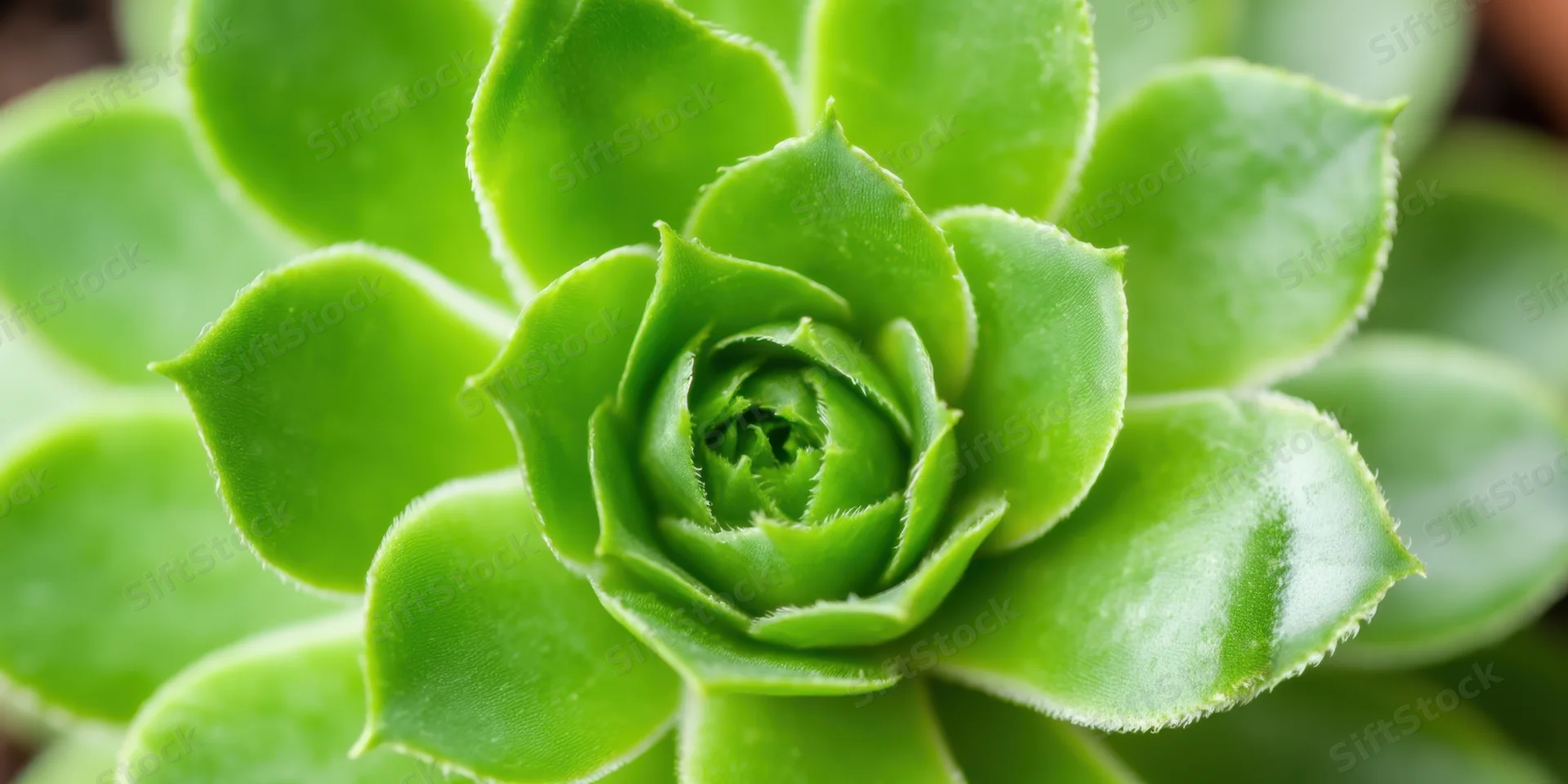 Close-up of a green succulent rosette with spiral leaves in a garden setting