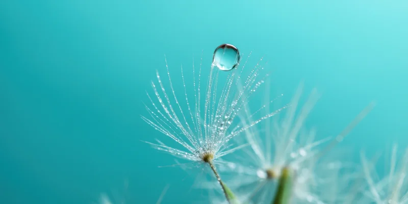 Macro view of a single dandelion seed with a dew drop on its filaments against a turquoise background