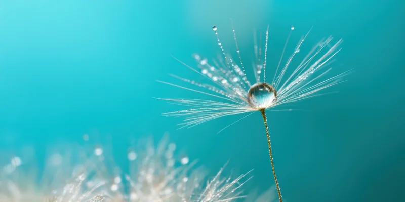 Single dandelion seed with dew drop on stem against blue background