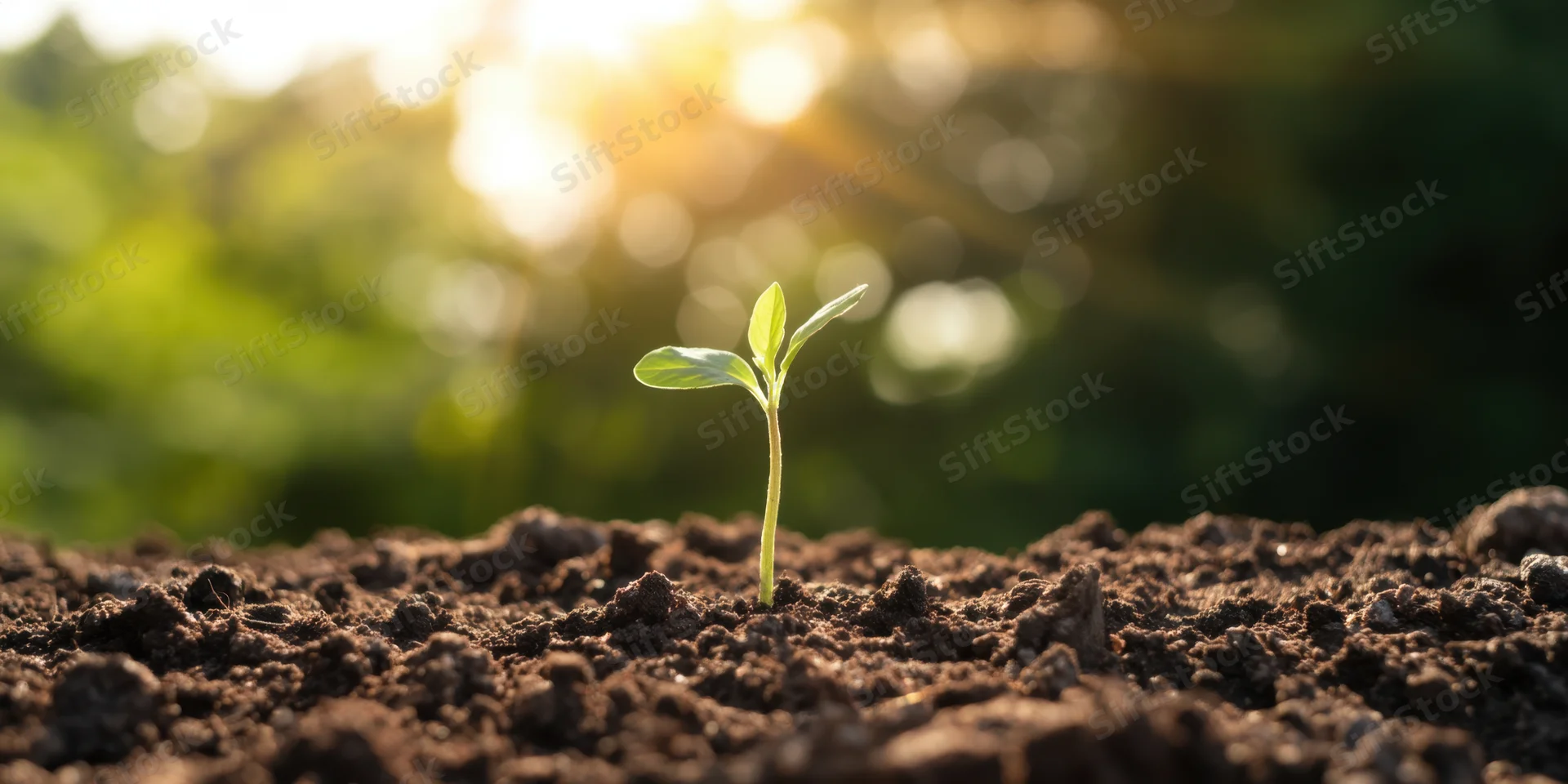 Young seedling emerging from rich soil under morning sunlight