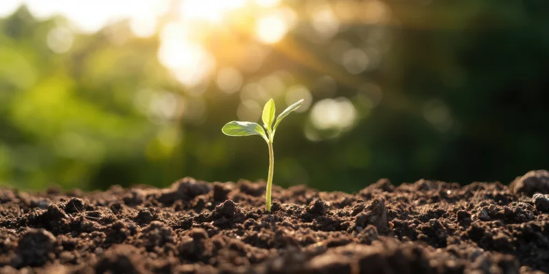Young seedling emerging from rich soil under morning sunlight