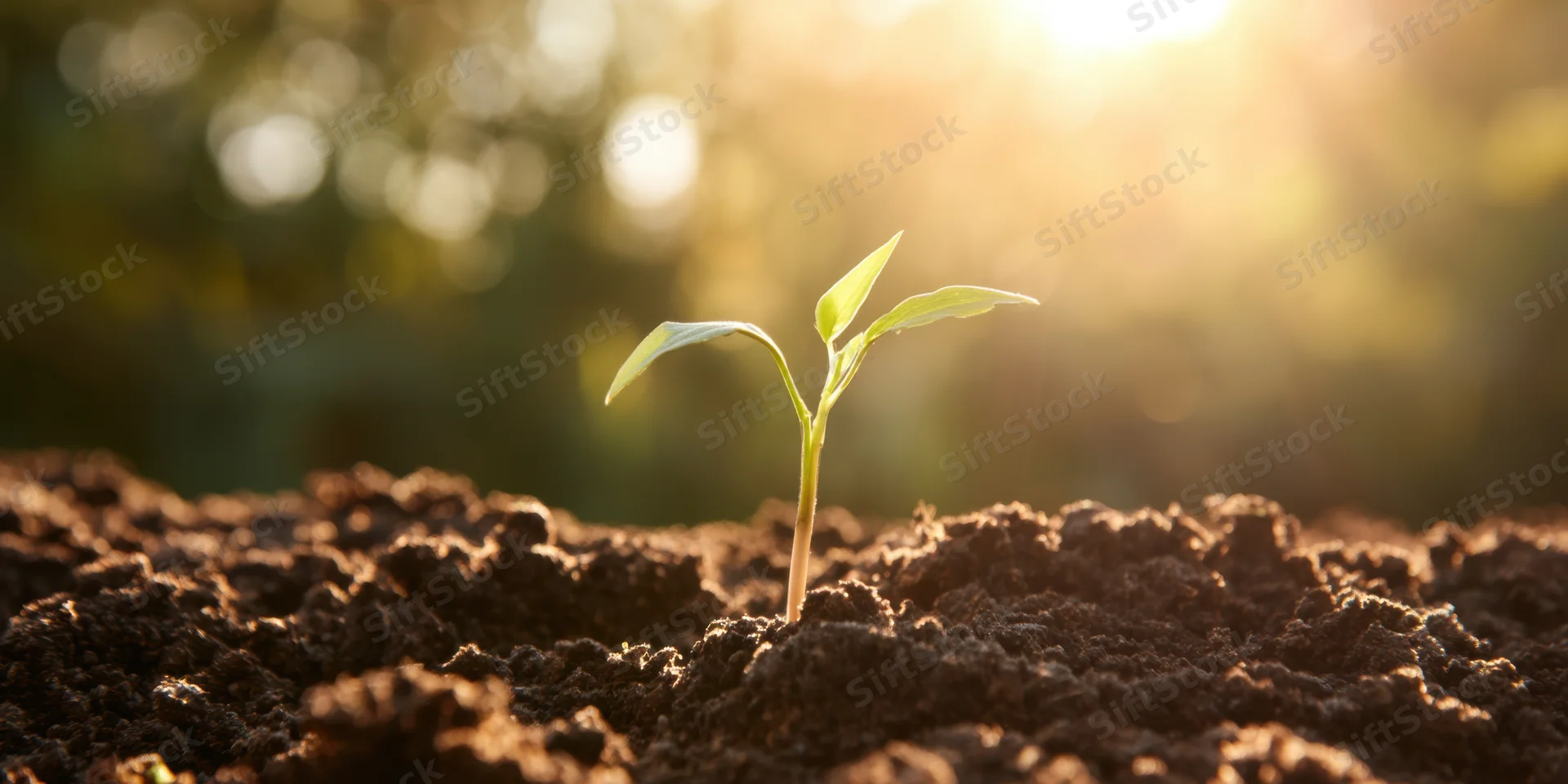 Young seedling emerging from rich soil under warm morning sunlight