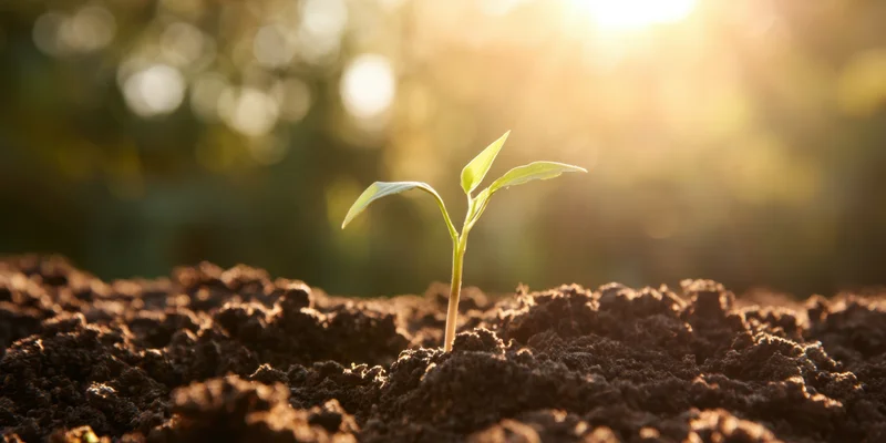 Young seedling emerging from rich soil under warm morning sunlight