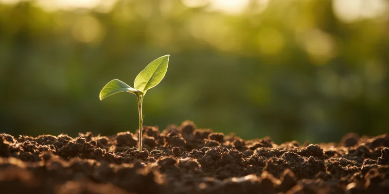 Young seedling emerging from rich soil under warm morning light