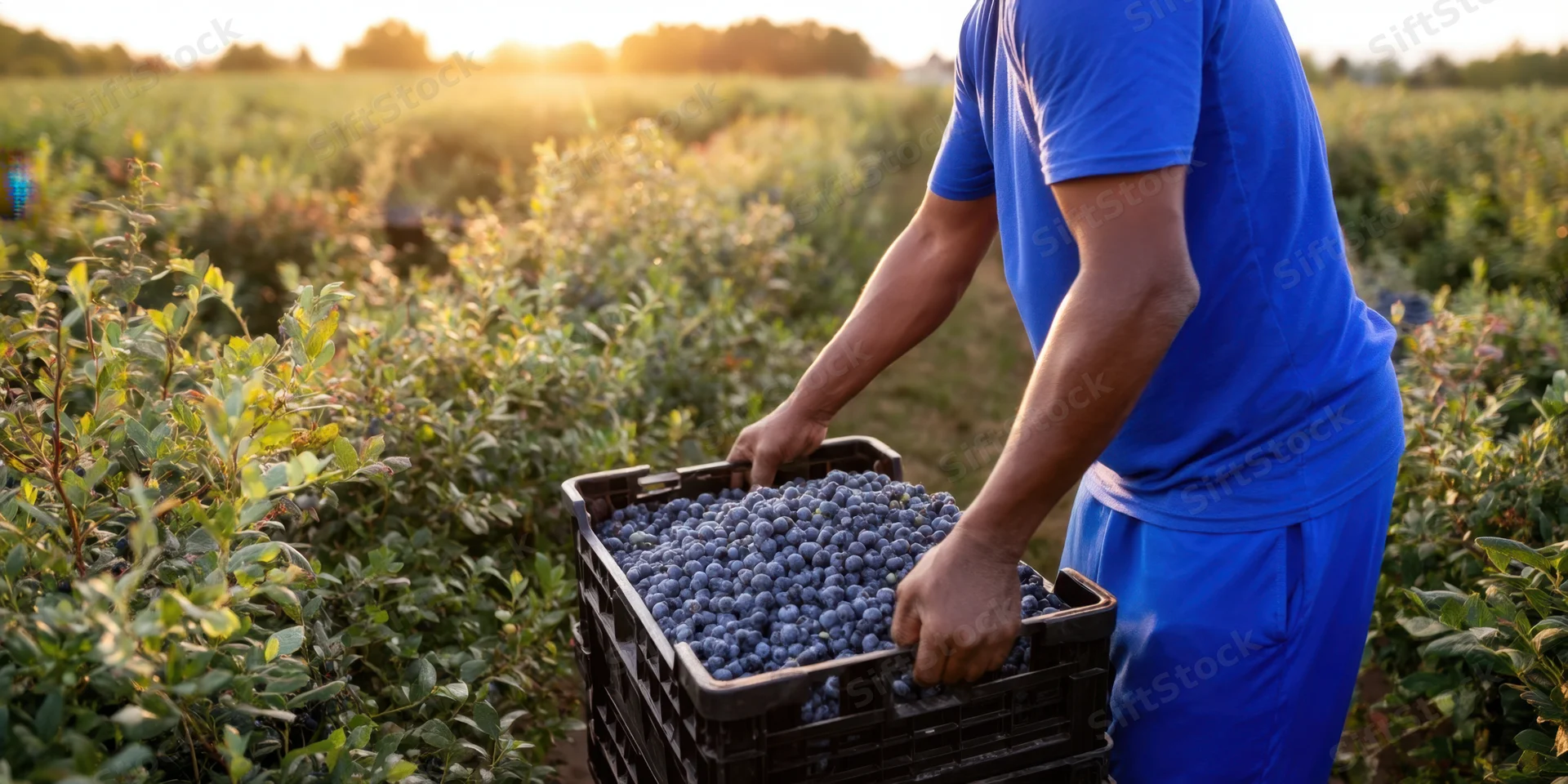 Man stacking black crates filled with blueberries in a sunlit field