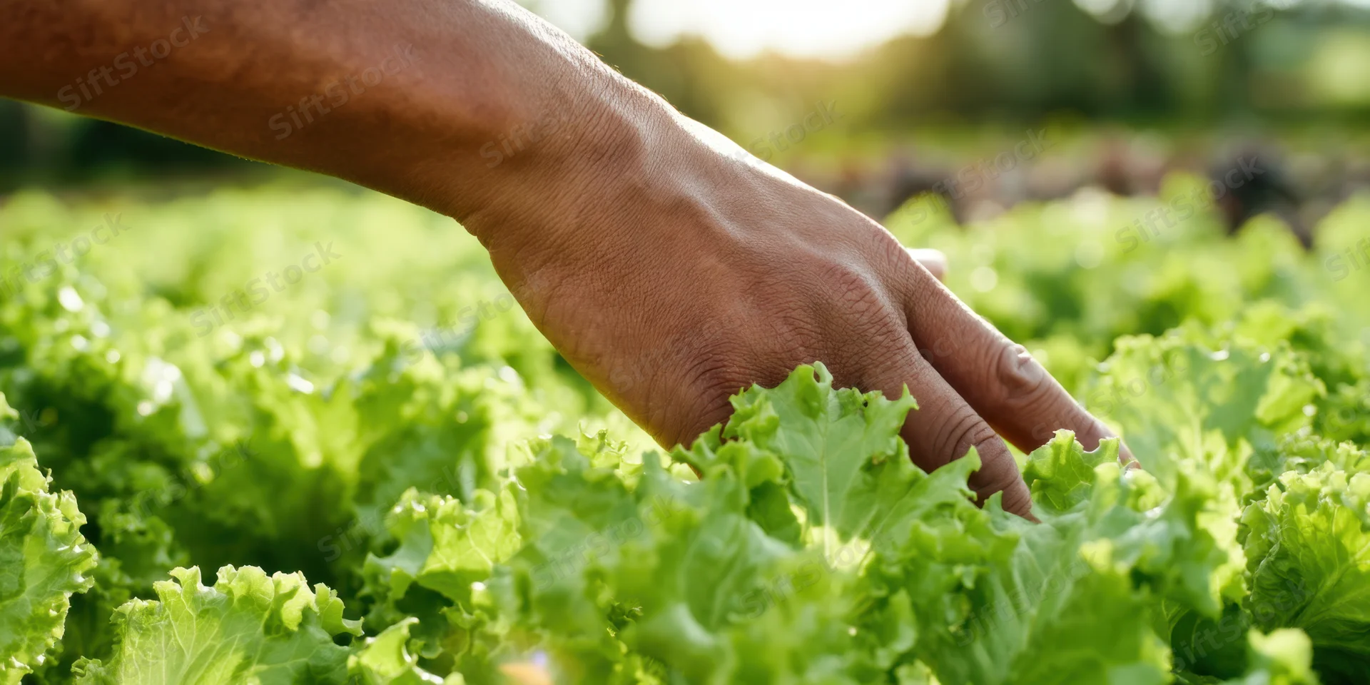 Hand gently touching lush green lettuce leaves in a farm field