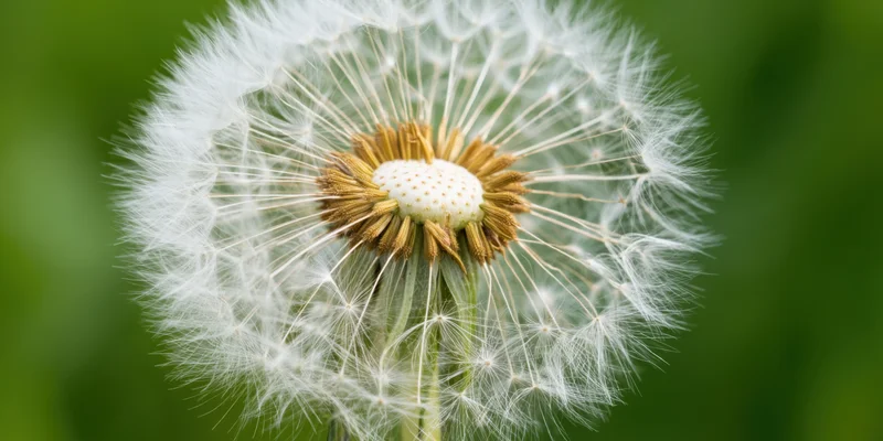 Macro closeup of a dandelion seed head with white fluffy filaments against a green blurred background