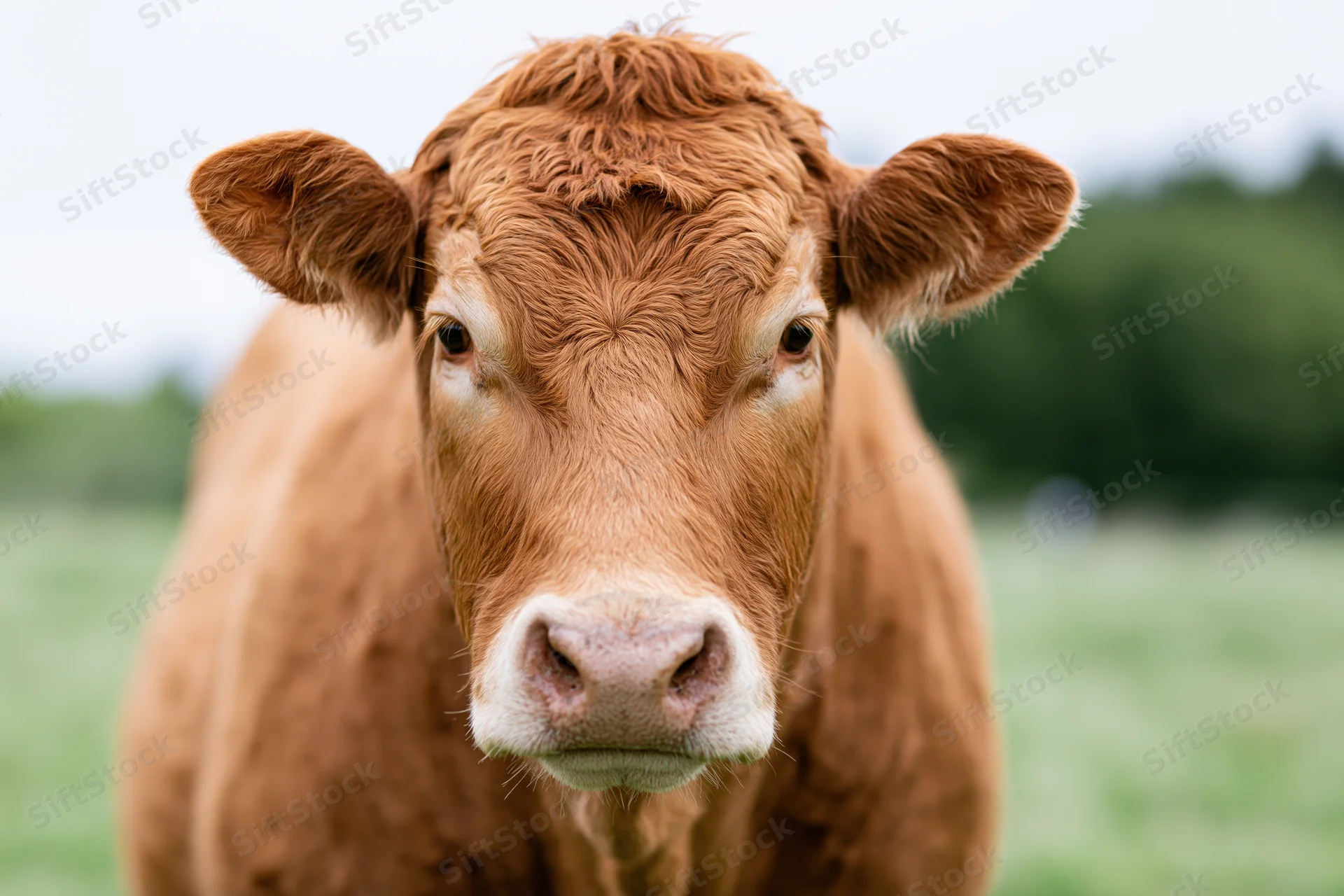 Limousin beef cow facing camera in close-up portrait on green pasture