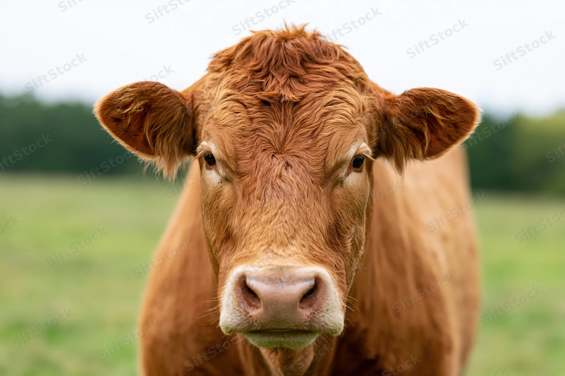 Limousin beef cow facing camera in close-up portrait on green pasture