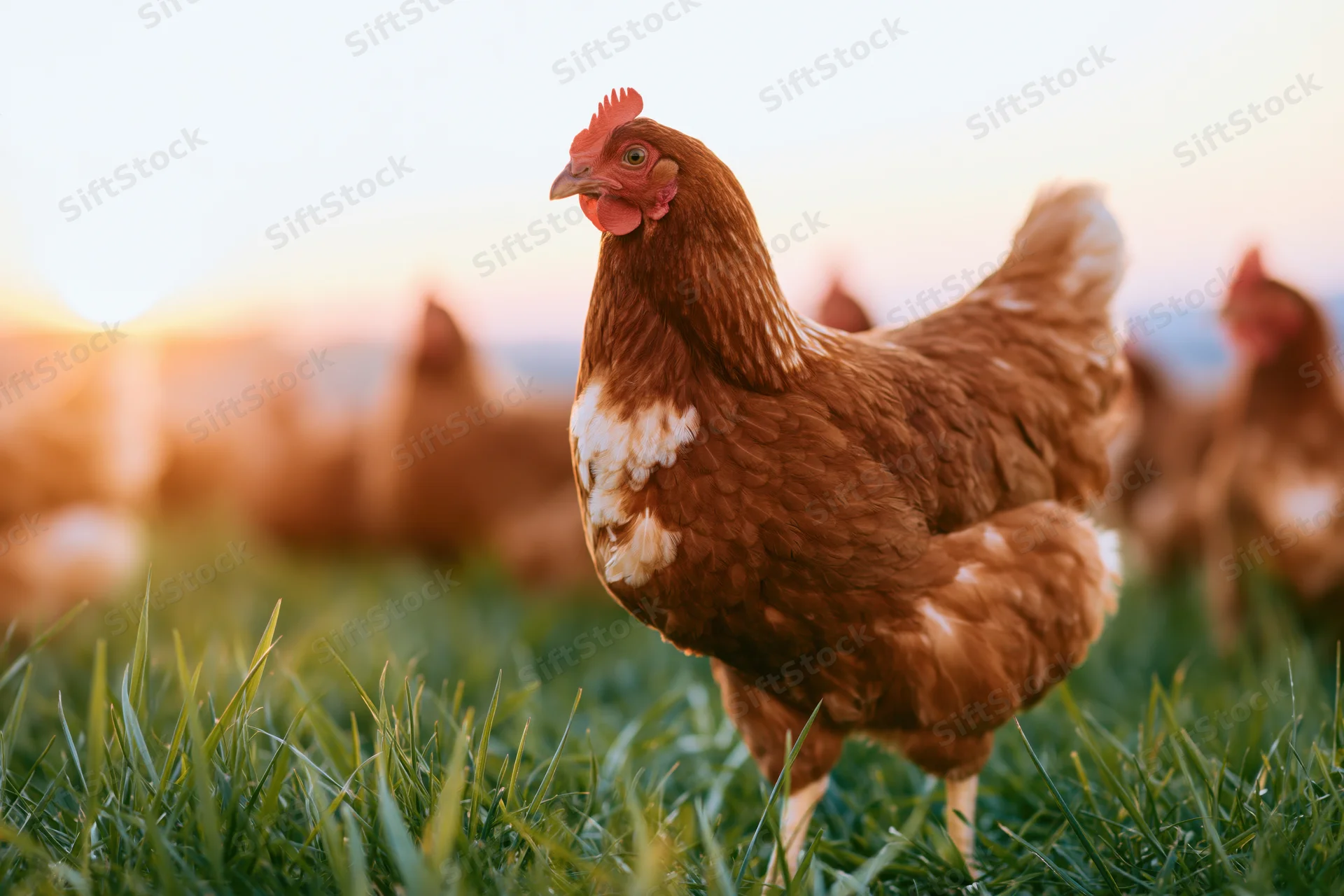 Brown hen standing alert in lush green pasture at sunset