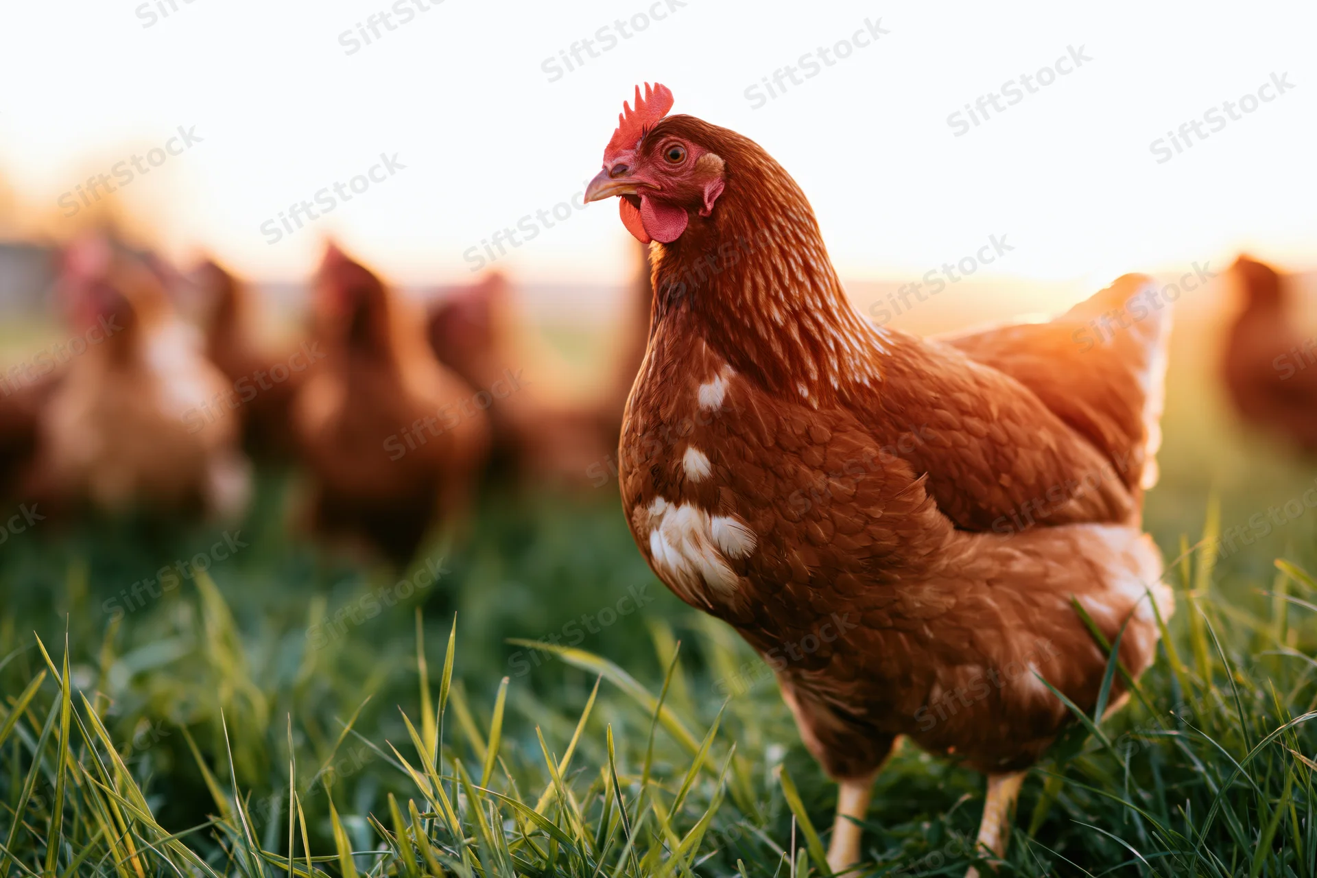 Brown hen standing alert in lush green pasture at golden hour