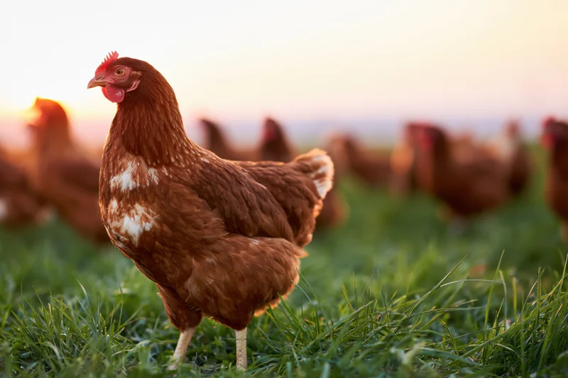 Brown hen standing alert in lush green pasture at sunrise