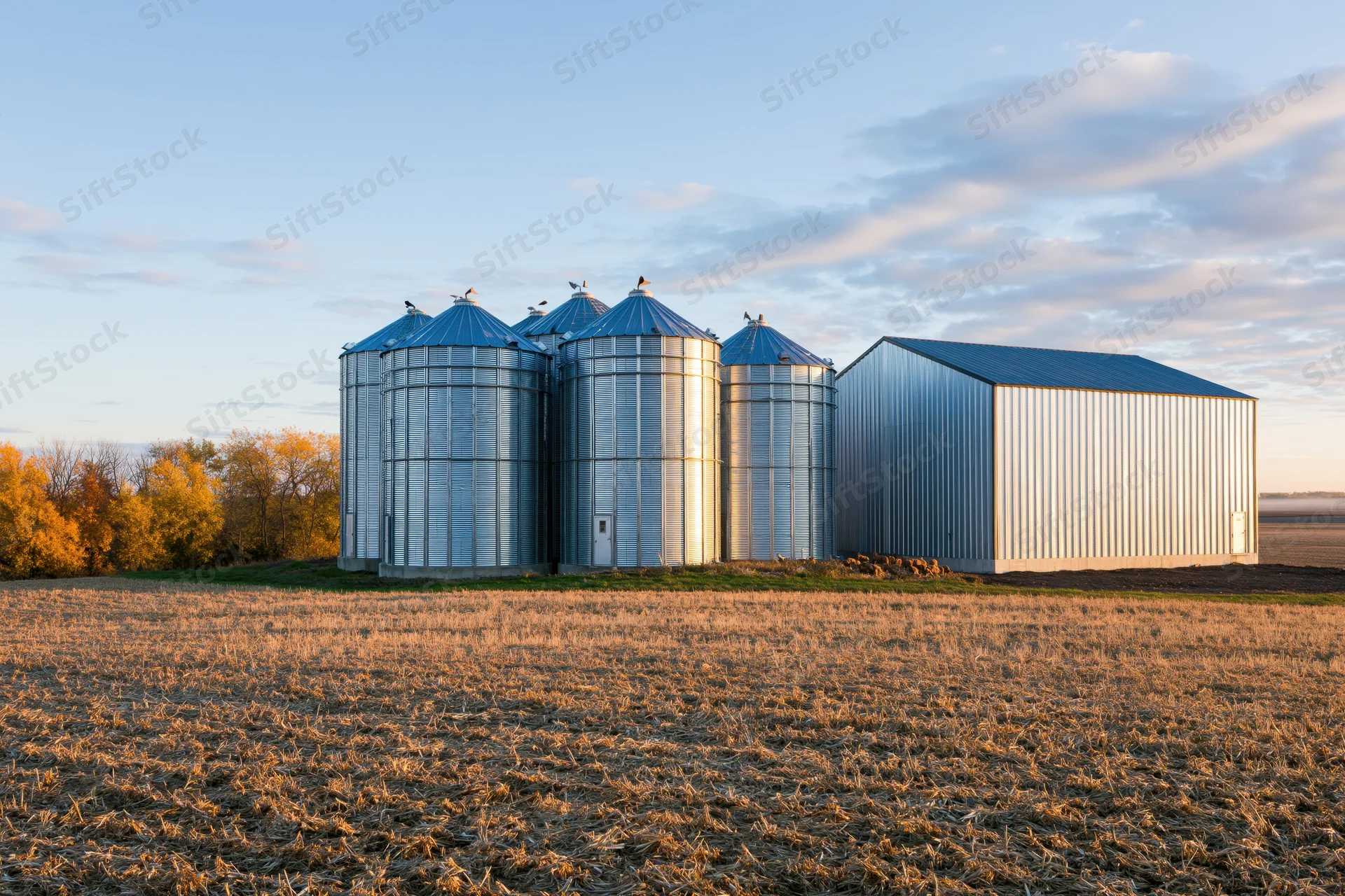 Metal grain silos and a corrugated barn stand in a harvested field at sunset