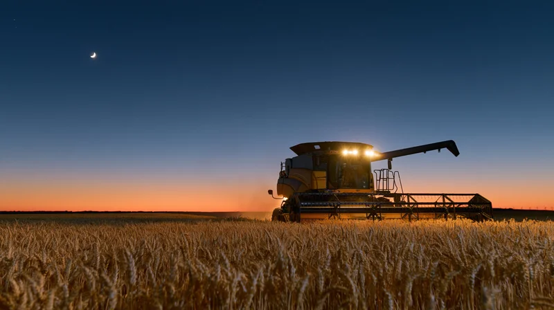 Combine harvester working in a wheat field at dusk with headlights on