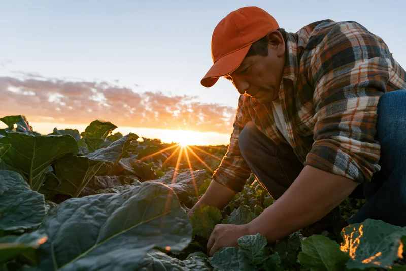 Farmer crouching among kale plants in a field at sunset
