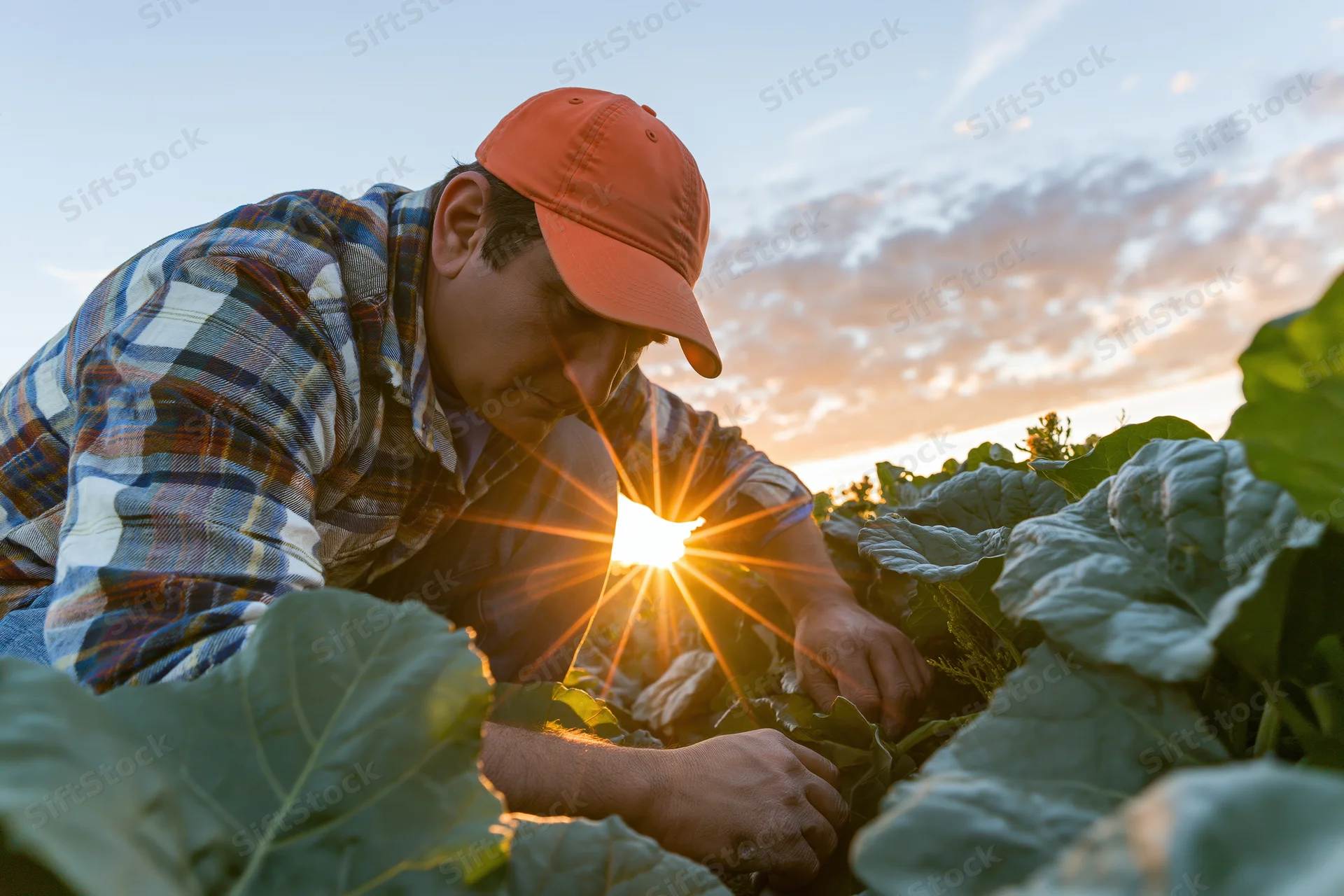 Farmer inspecting large-leafed crops in a field at sunset