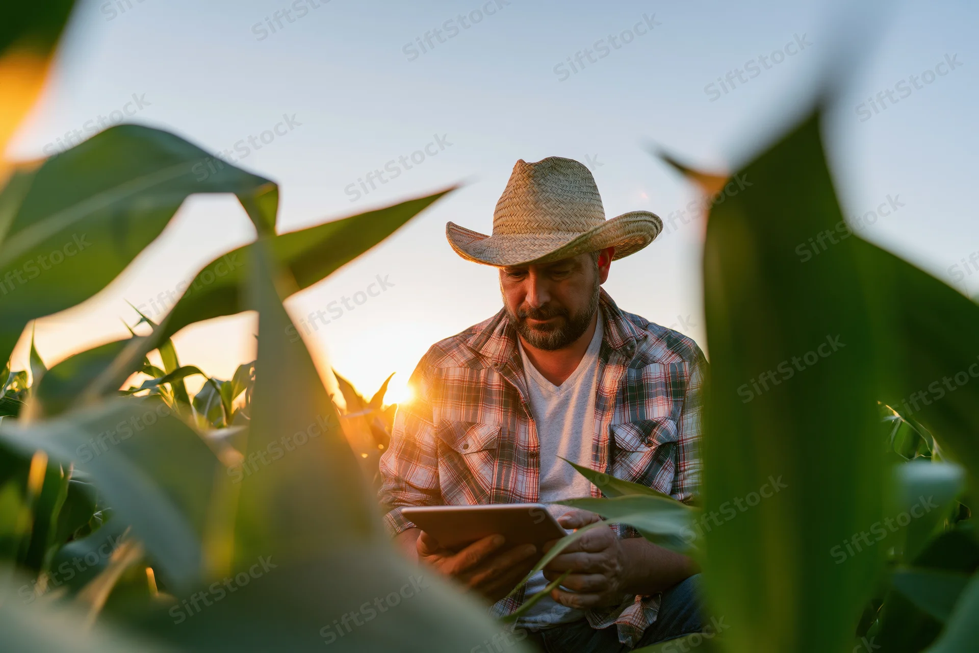Farmer using tablet to inspect corn plants in field at sunset