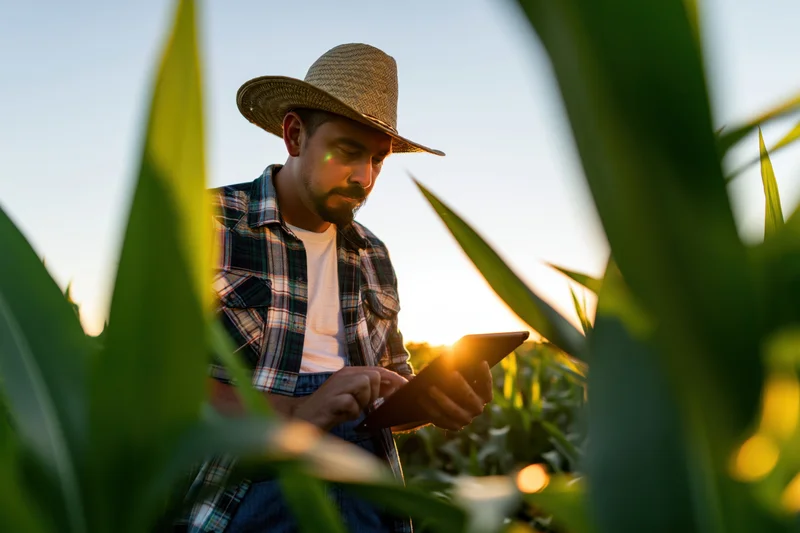 Farmer using tablet to inspect corn plants in field at sunset