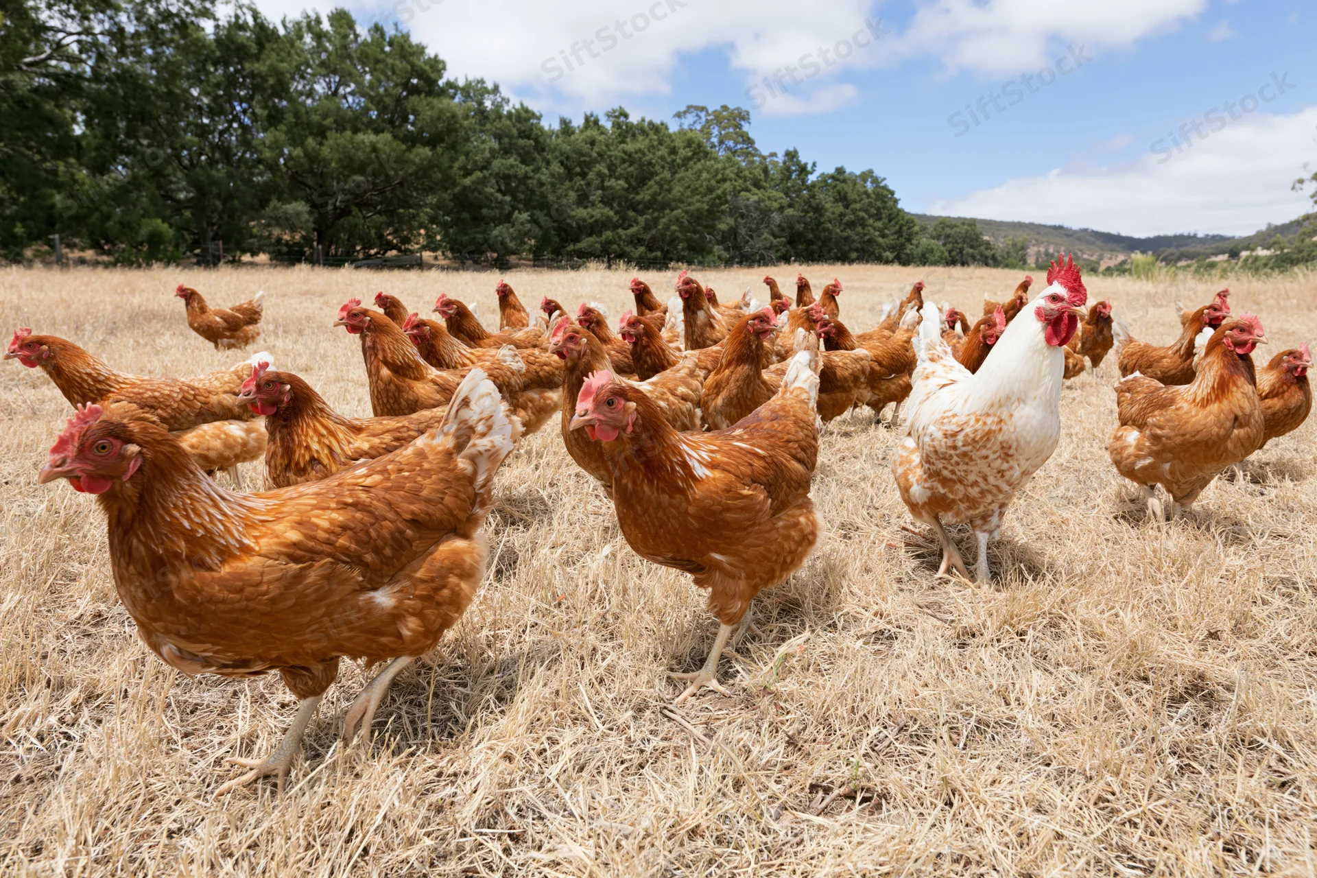 Flock of free-range chickens grazing in a dry grassy field under a blue sky