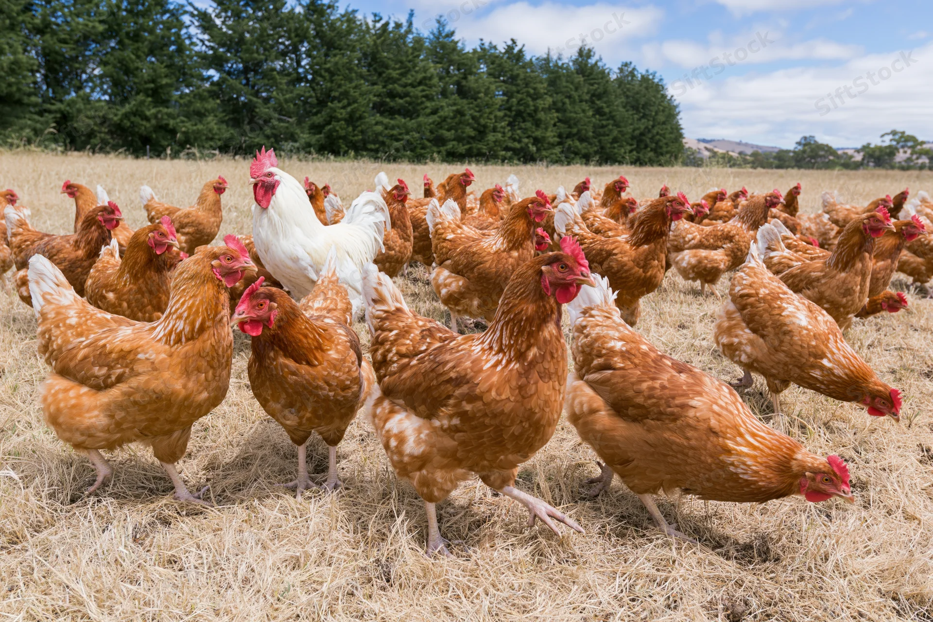 Flock of free-range chickens including red-brown hens and a white rooster foraging in a grassy field under a partly cloudy sky