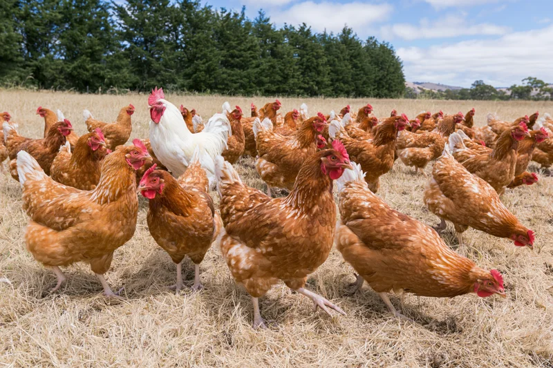 Flock of free-range chickens including red-brown hens and a white rooster foraging in a grassy field under a partly cloudy sky