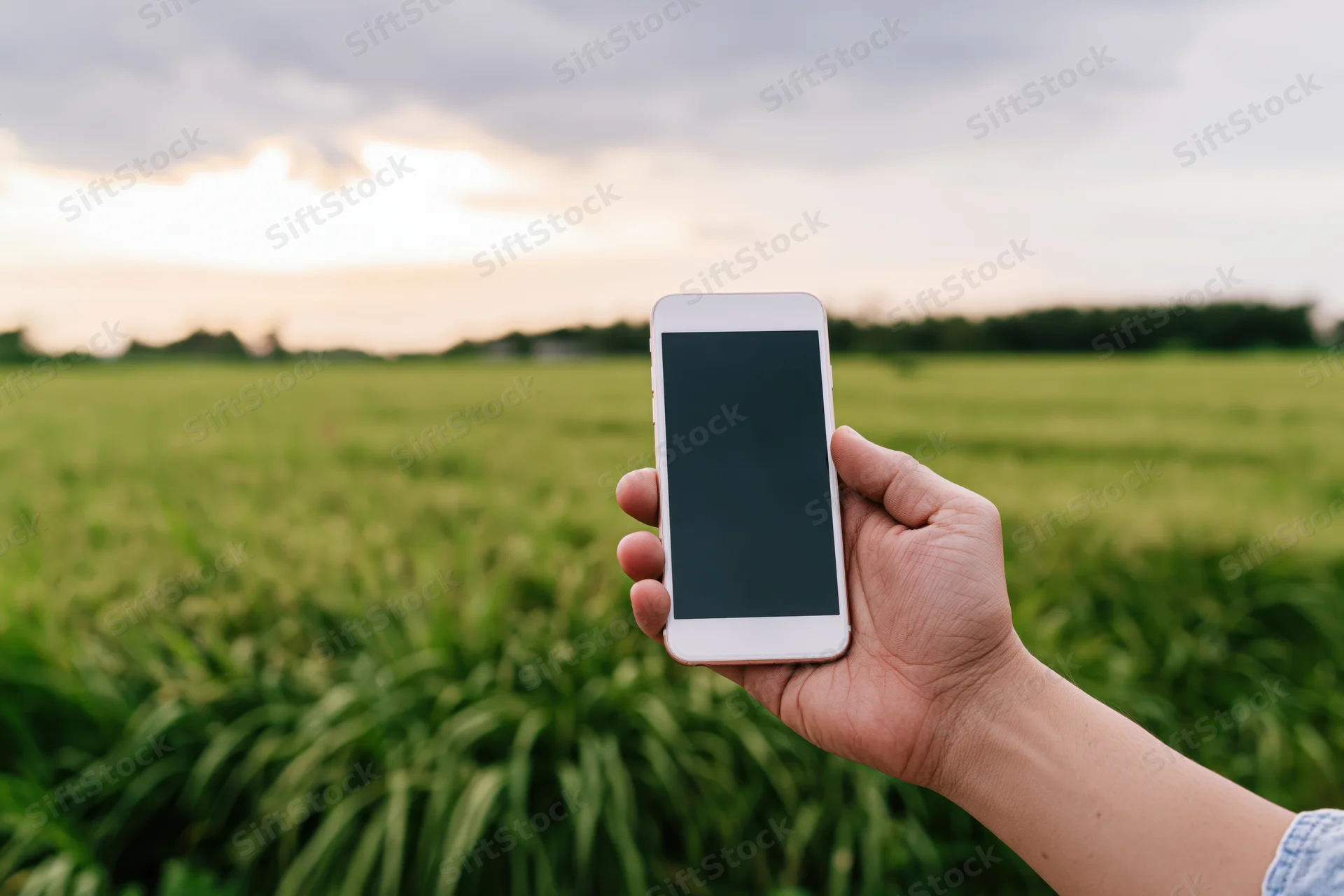 Hand holding white smartphone with blank screen over green crop field at sunset