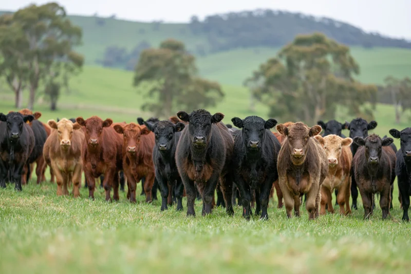 Herd of black and brown beef cattle standing in a row on a green pasture